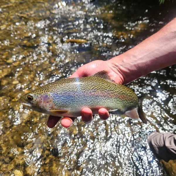 Fly Fishing in Fremont River, Utah: Complete Guide